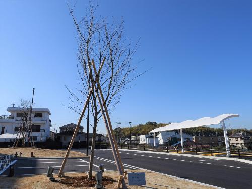 永楽桜保存会から寄贈された神大曙桜