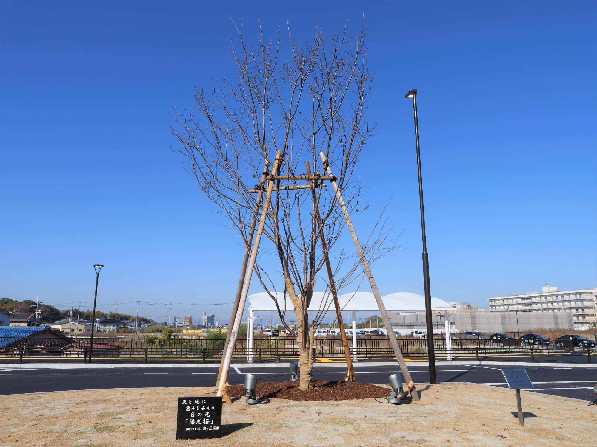 寄贈された「陽光桜」