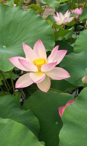 咲き誇るハスの花