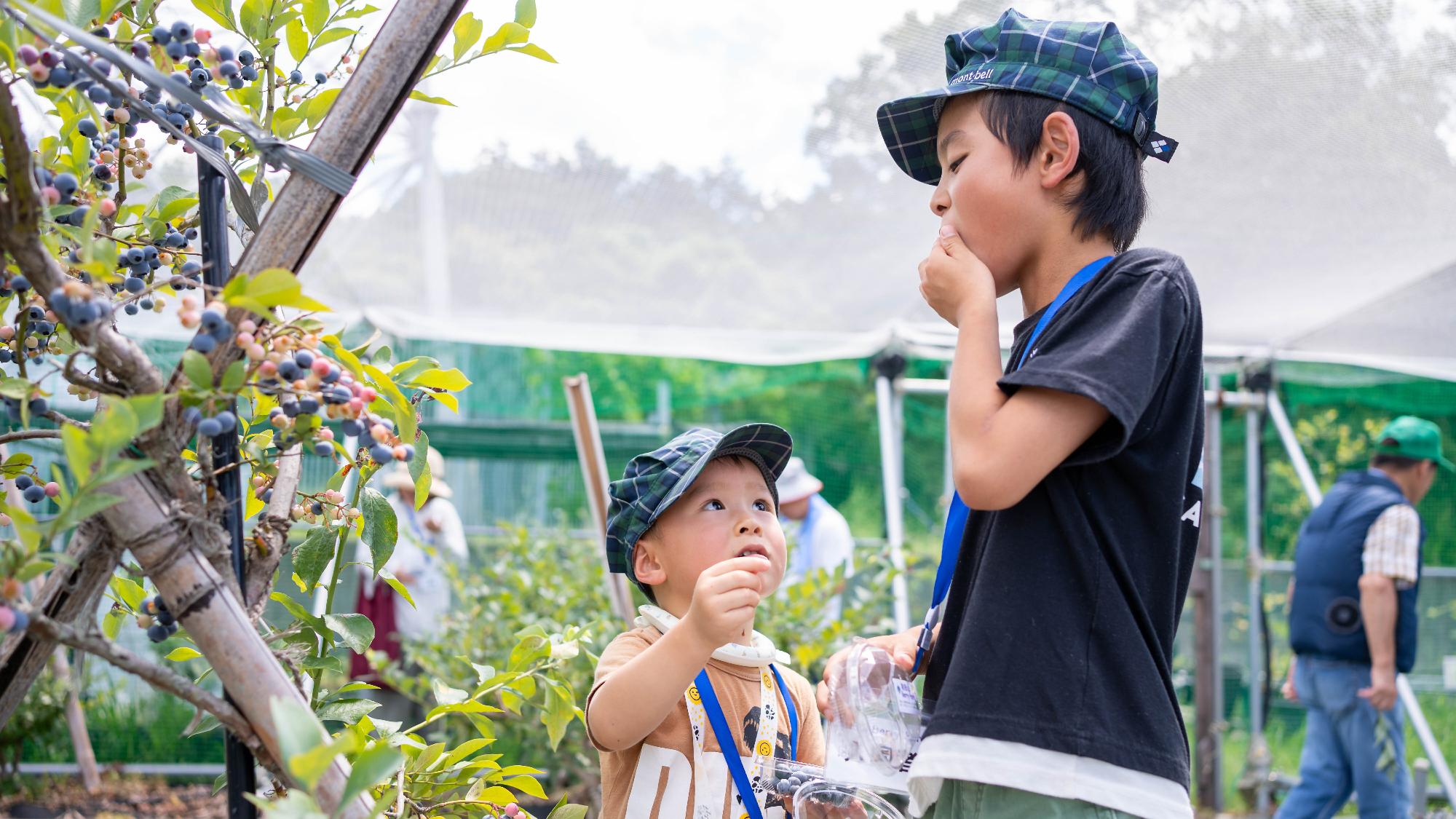 和田山BerryParkで兄弟がおいしそうにブルーベリーを食べている写真