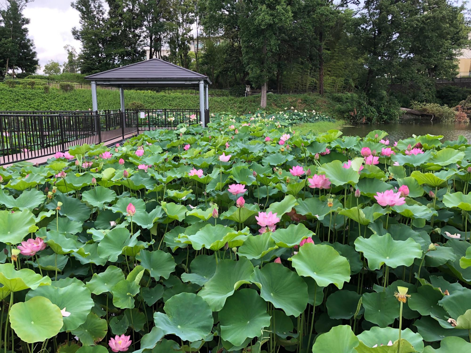 長池オアシス公園に咲いてある蓮の様子