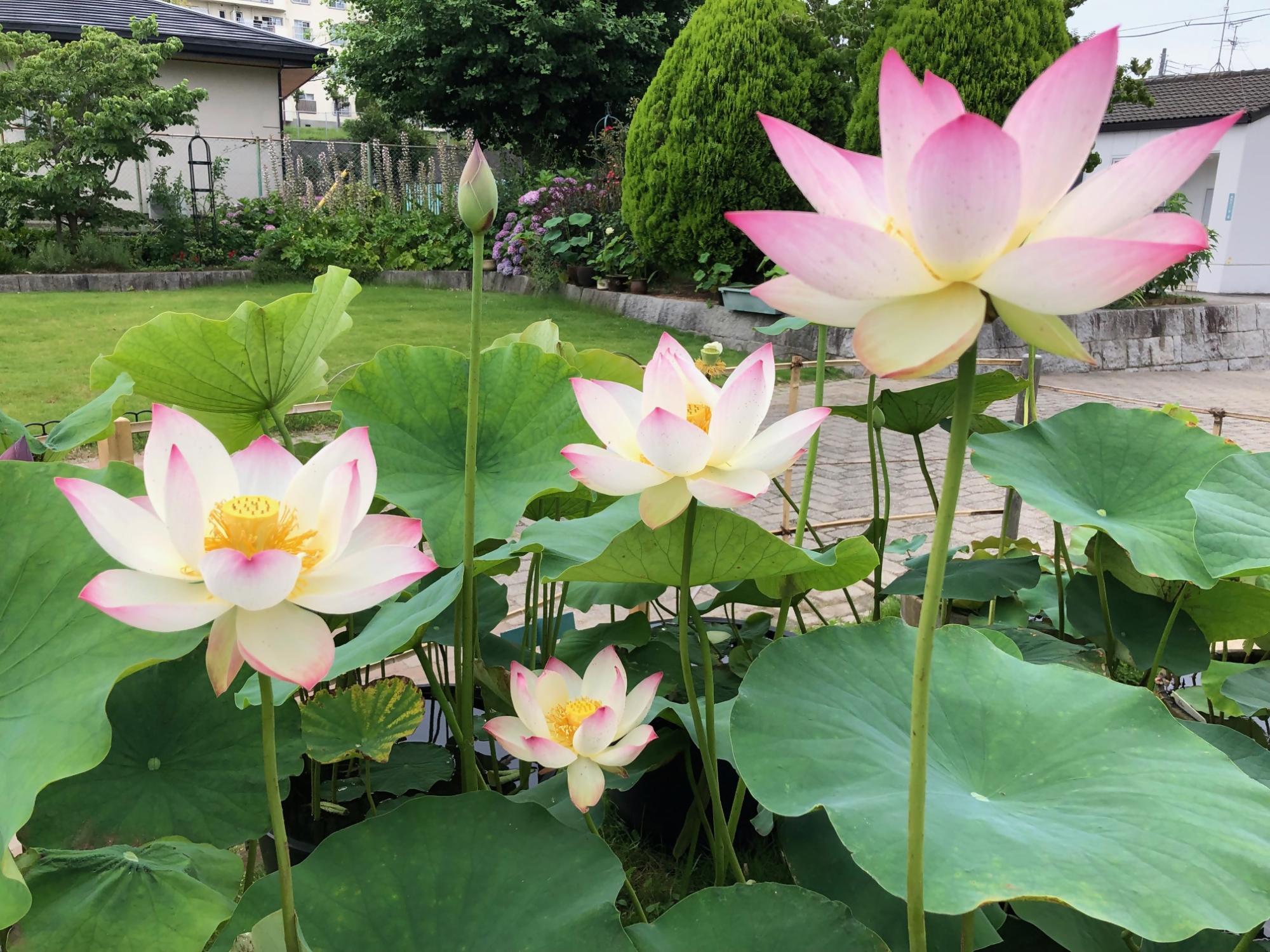 長池オアシスに咲いてある蓮の様子