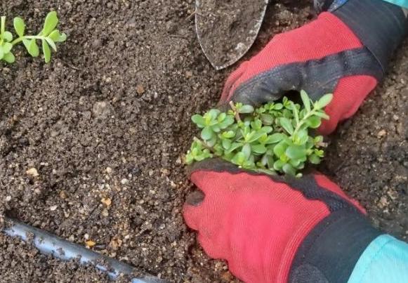 ポーチュラカを植えている様子