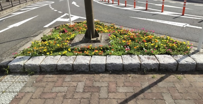 色とりどりのポーチュラカが花壇で咲いている様子