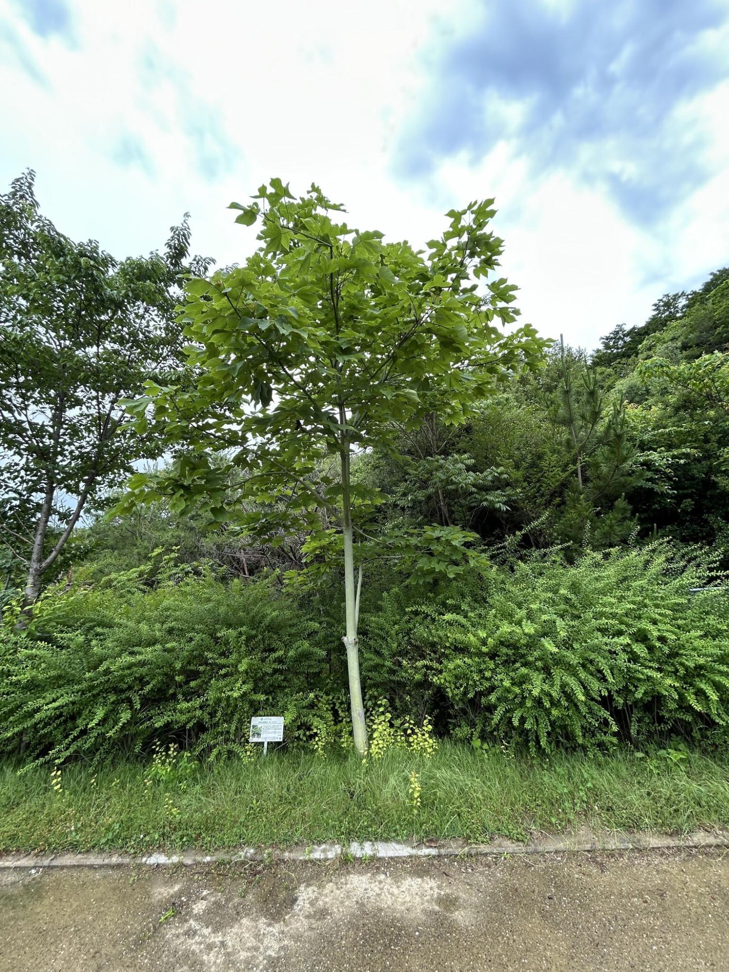 あおぎり二世(令和7年6月12日撮影)