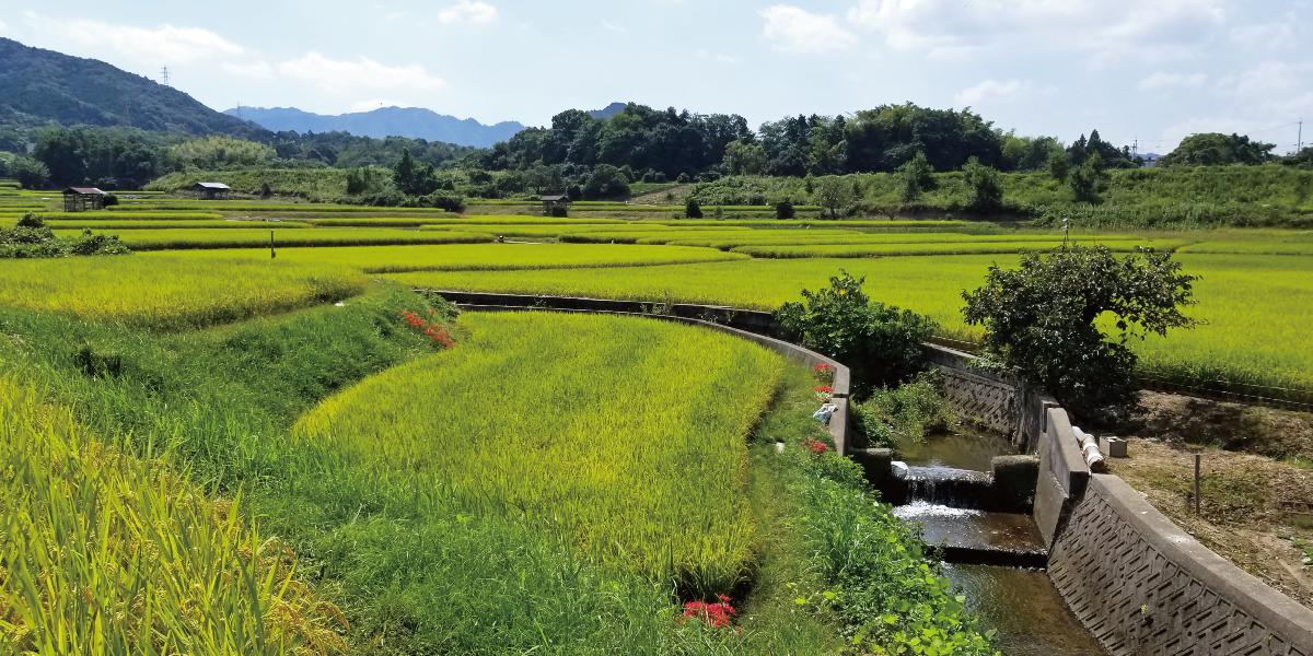 成合付近の田んぼの風景