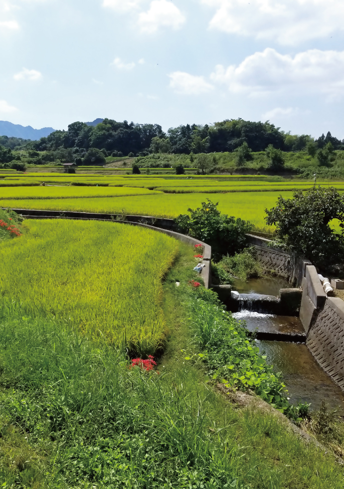 成合付近の田んぼの風景