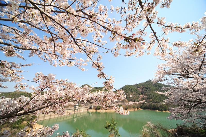 永楽ダムが見える桜の木の下で撮影された風景写真