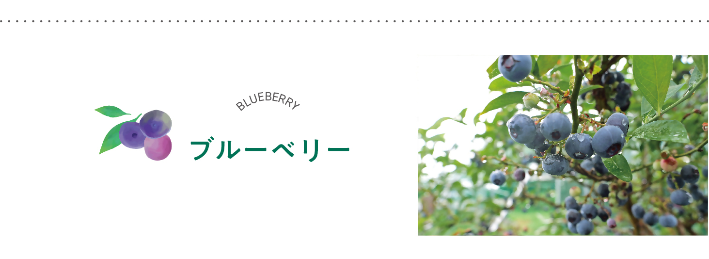 ブルーベリー