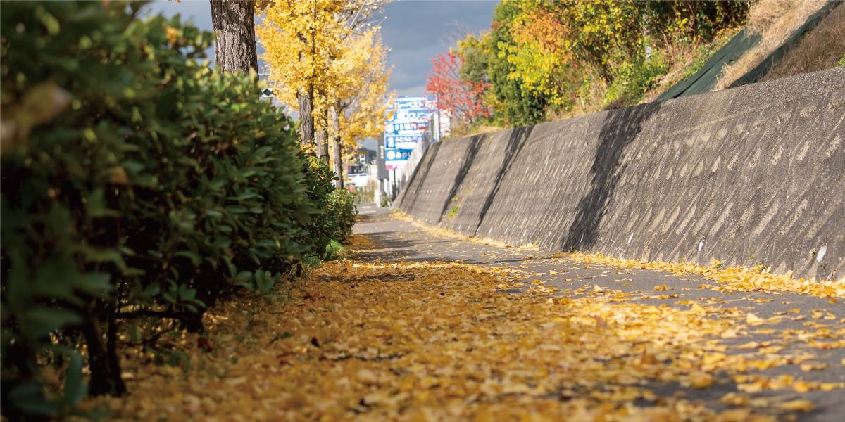 外環沿いのイチョウ