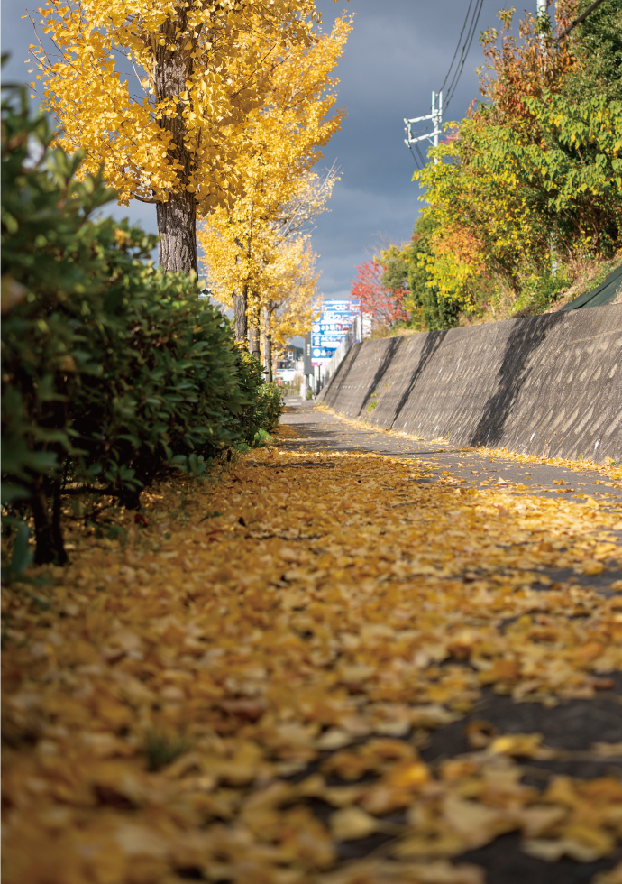 外環沿いのイチョウ