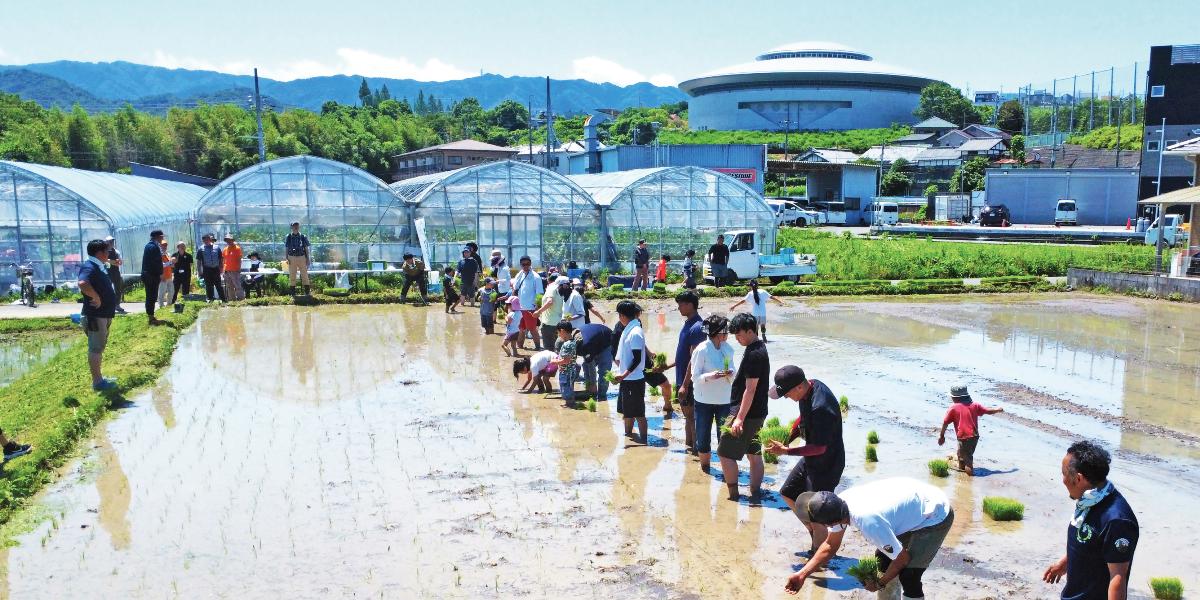 こどもたちが田植えをしている光景