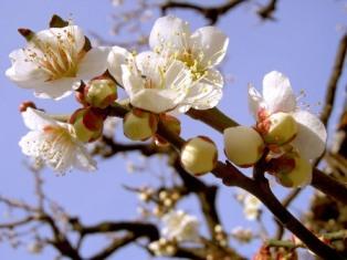 咲いている梅をアップで写した写真