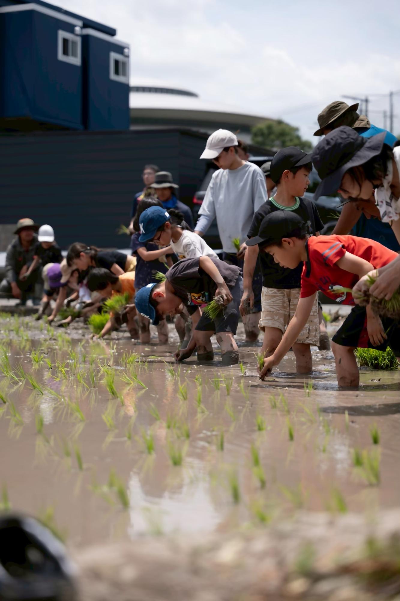 子どもたちが田植えしている写真