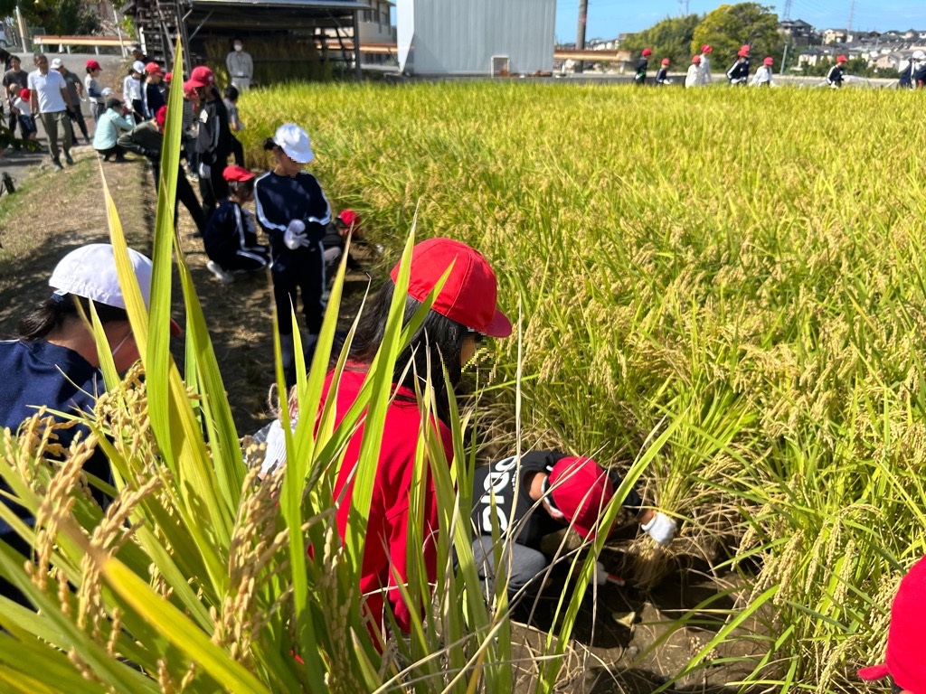 西小学校の芋掘り