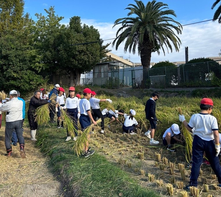 中央小学校の稲刈り