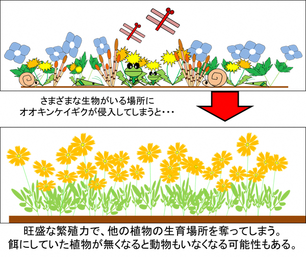 さまざまな生物がいる場所にオオキンケイギクが侵入してしまうと…旺盛な繁殖力で、他の植物の生育場所を奪ってしまう。餌にしていた植物が無くなると動物もいなくなる可能性もある。イメージイラスト