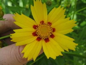 黄色の花弁で花弁の付け根が赤茶色の花のオオキンケイギクをアップで撮影した写真