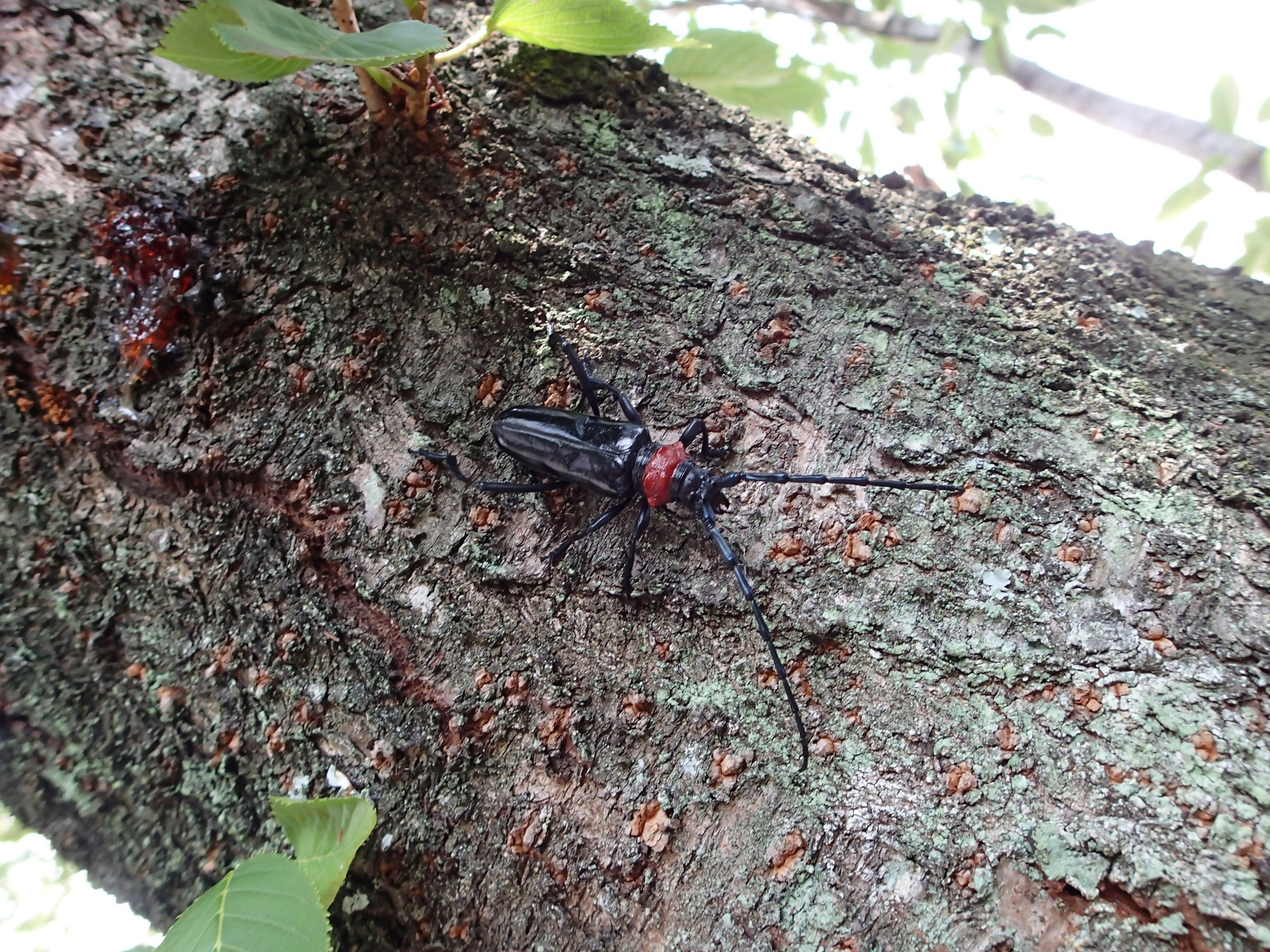 クビアカツヤカミキリの成虫の写真