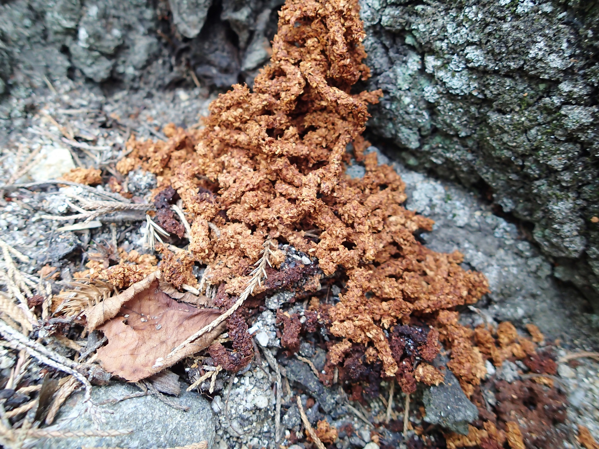 クビアカツヤカミキリの成虫のフラスの写真