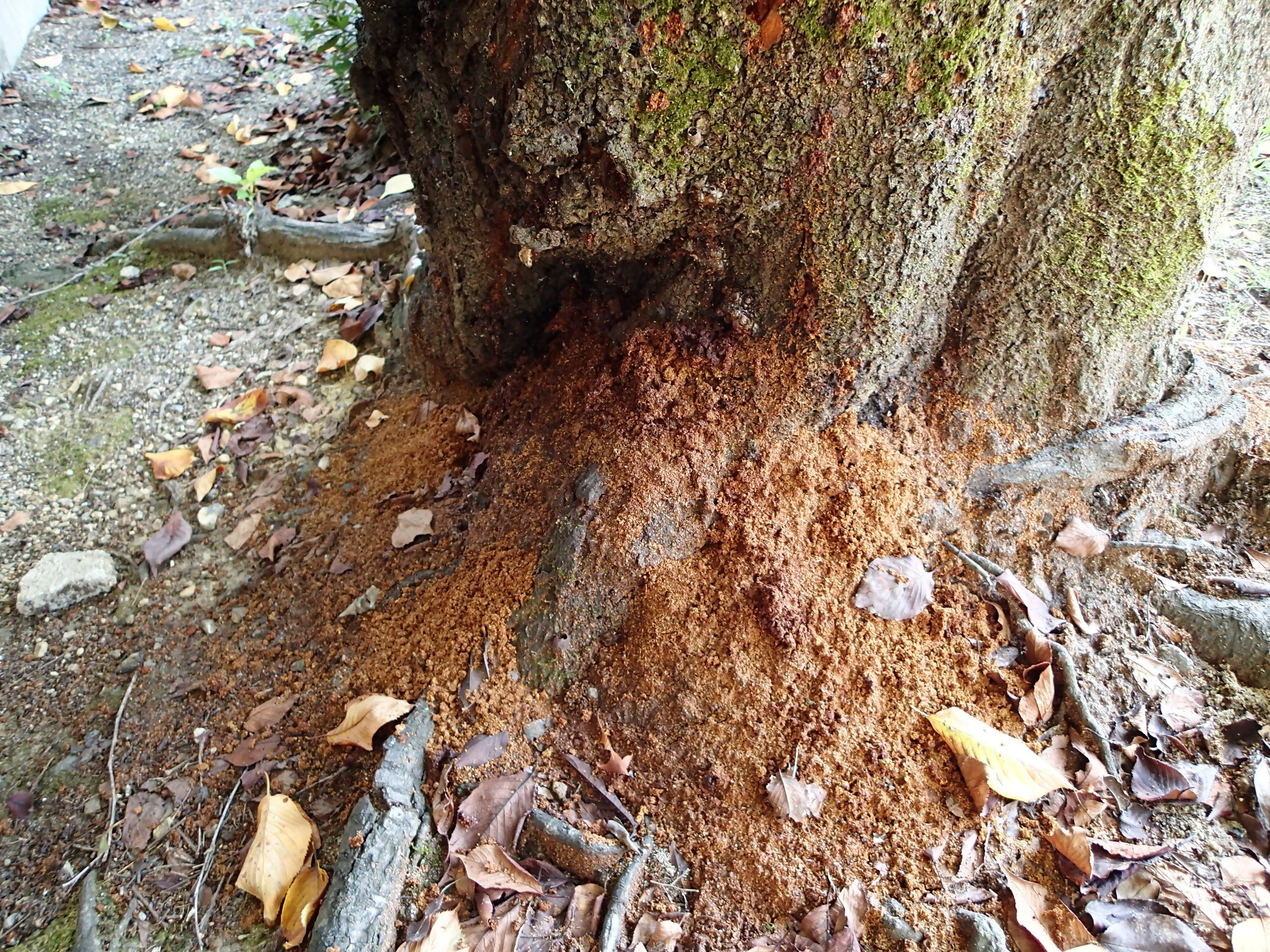 クビアカツヤカミキリの幼虫のフラスの写真