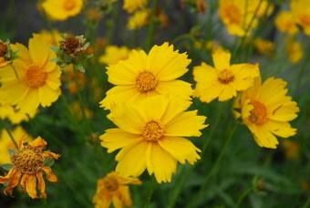 黄色い花びらのオオキンケイギクをアップで撮影した写真