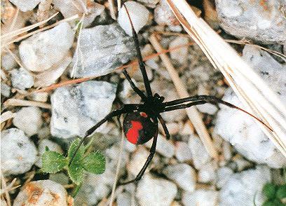 脚が長く全体が黒色で、背中部分が赤色のセアカゴケグモをアップで撮影した写真