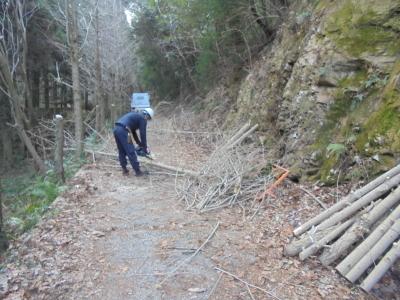 山間の細い通路で作業着を着た男性が、伐採したイチョウの木を集めている作業の様子の写真