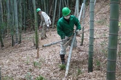 緑色のヘルメットに作業着を着た2名の男性が、細い竹を切って運んでいる写真