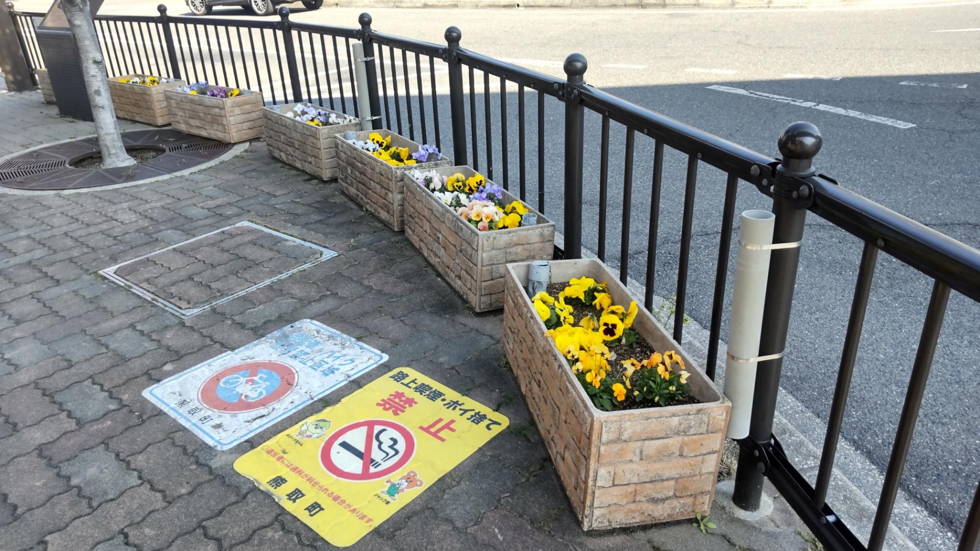 ロータリー内プランターにパンジーやビオラが咲いている様子