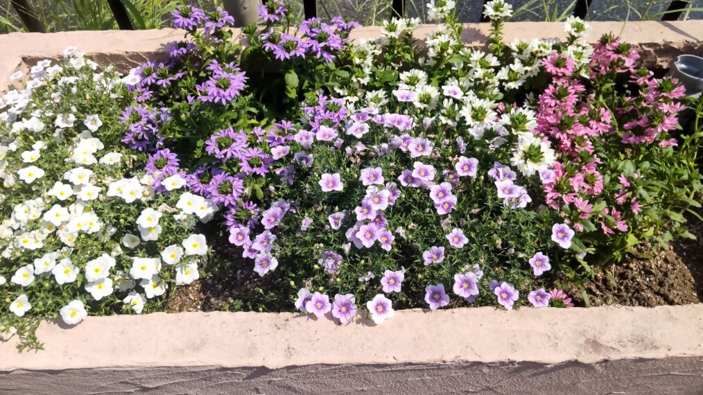プランターの中で、様々な花が咲いている様子。