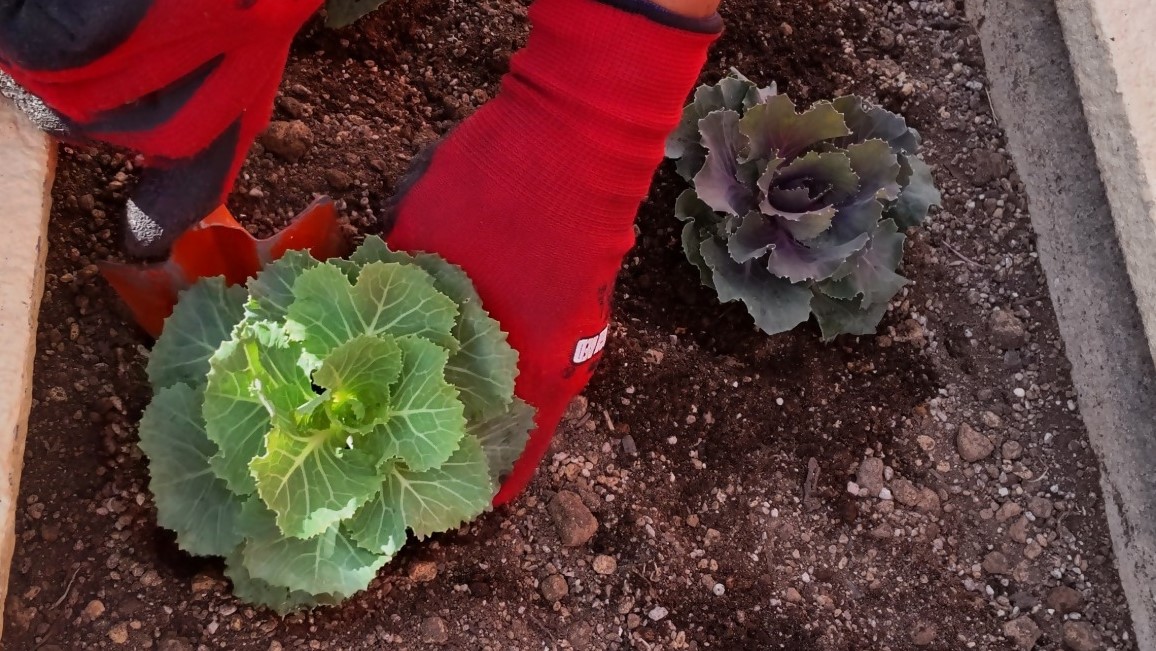 ハボタンを植えている様子