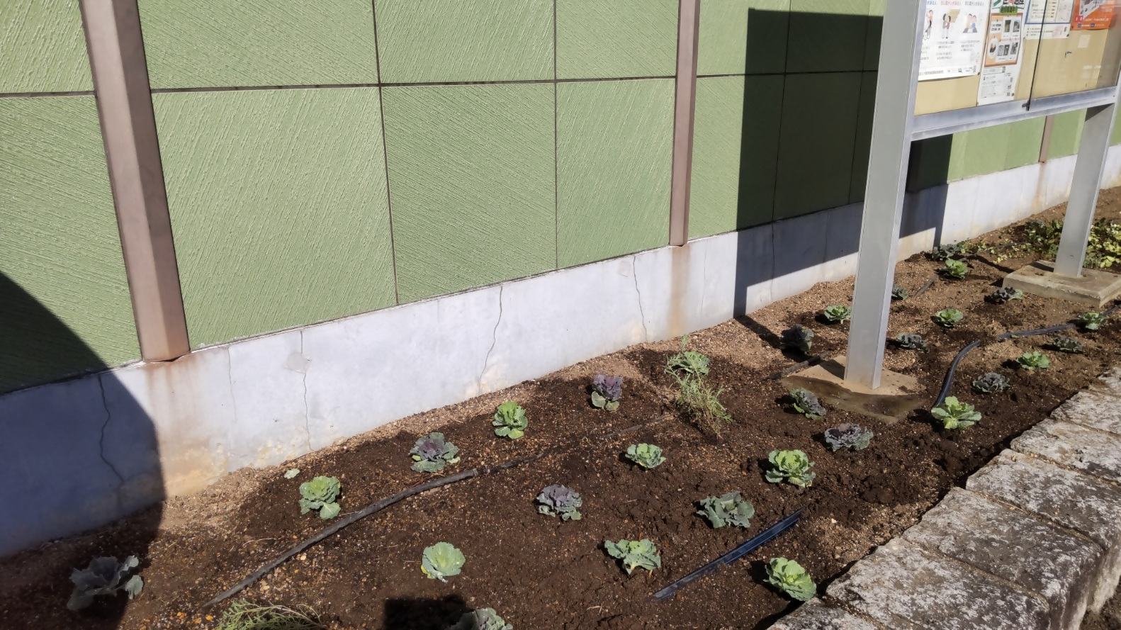 ハボタンが花壇に植わっている様子