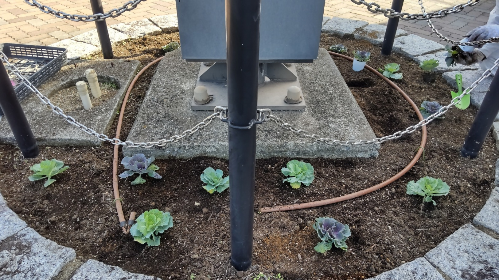 ハボタンが花壇に植わっている様子