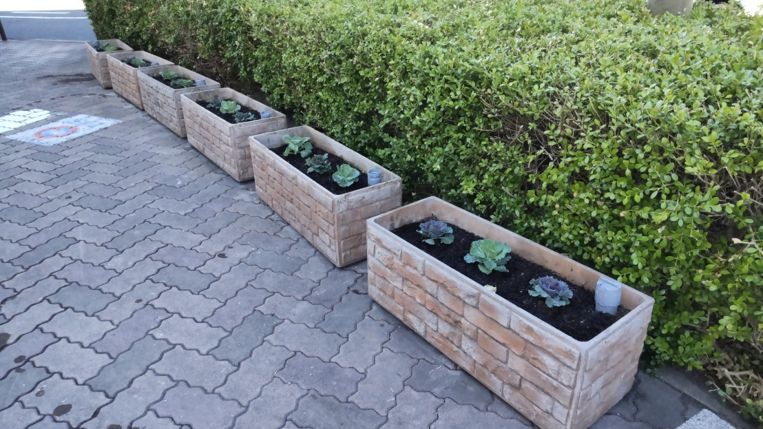 ハボタンがプランターに植わっている様子