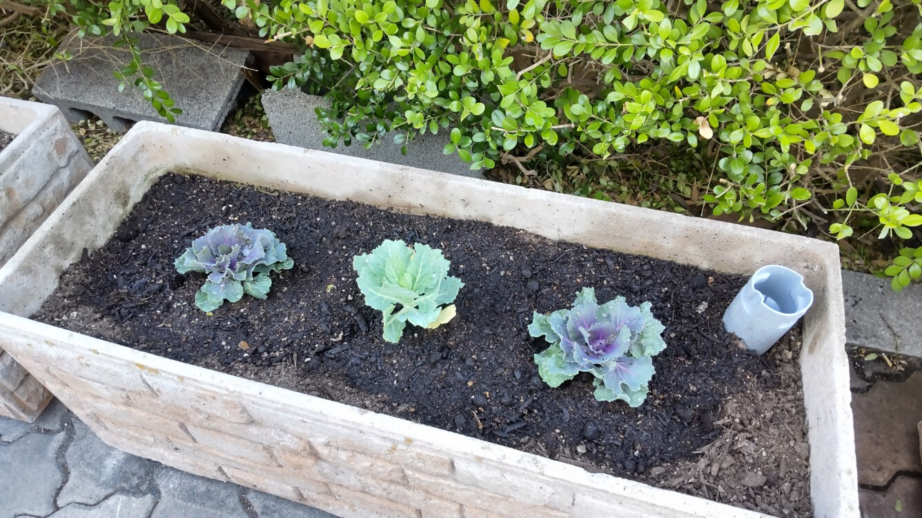 ハボタンがプランターに植わっている様子