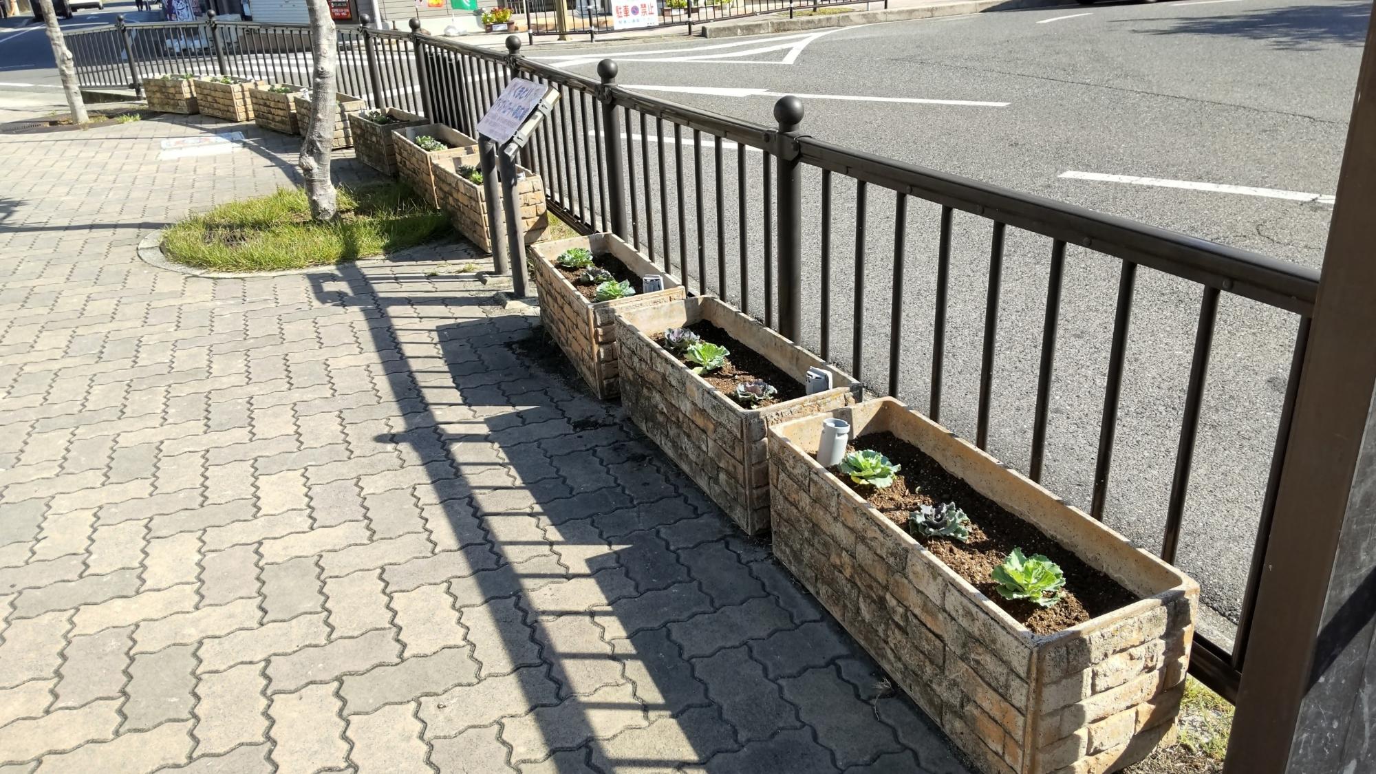 ハボタンがプランターに植わっている様子