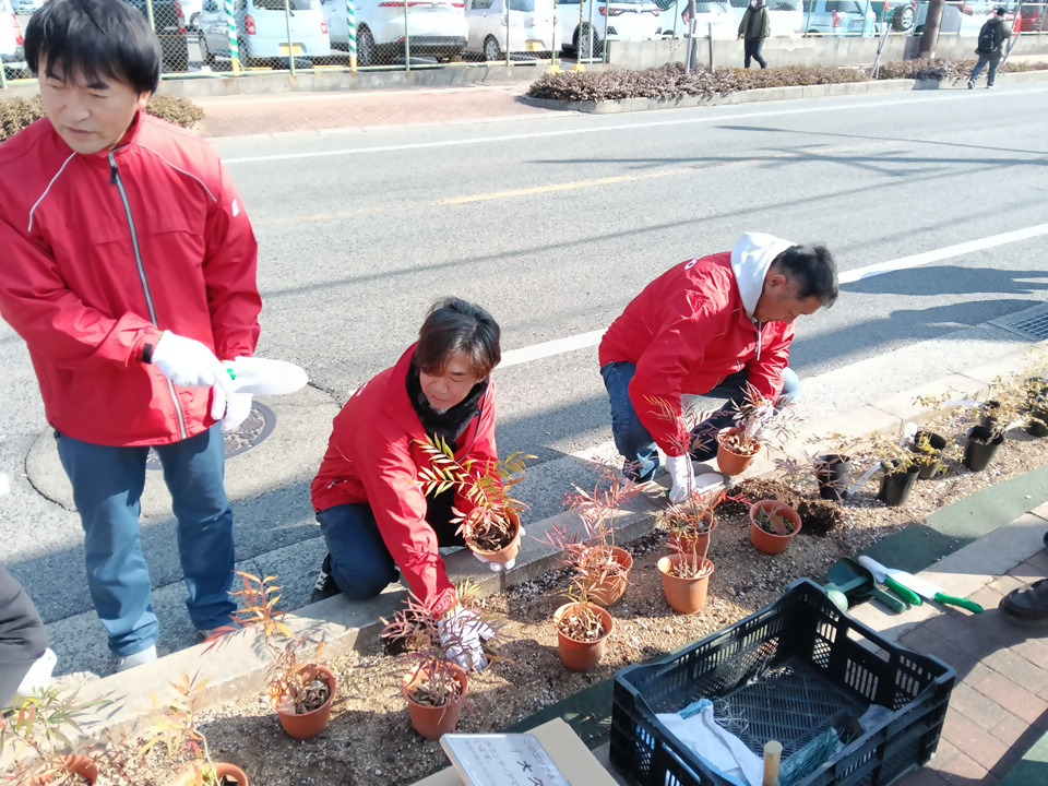 大久保区が熊取駅前線で植樹している風景