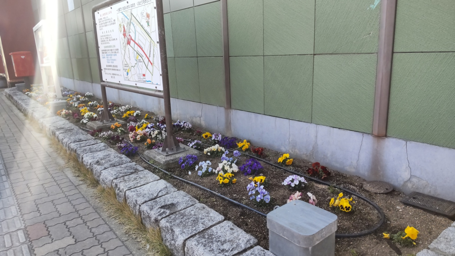 駅前の花壇にパンジーやビオラが咲いて様子様子