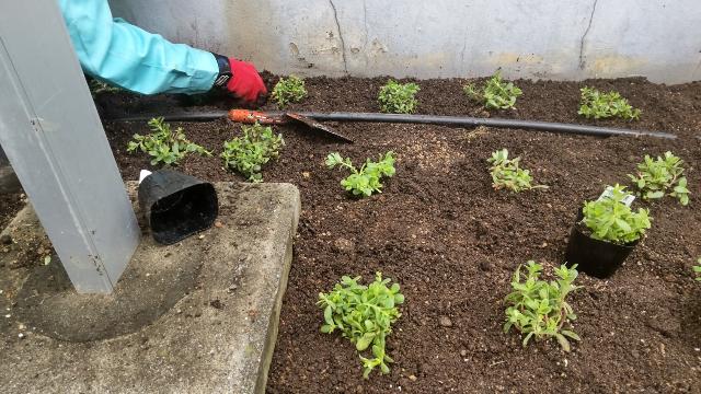 ポーチュラカを植えている様子