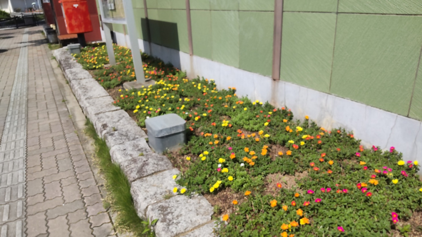 花壇にポーチュラカが咲いている様子