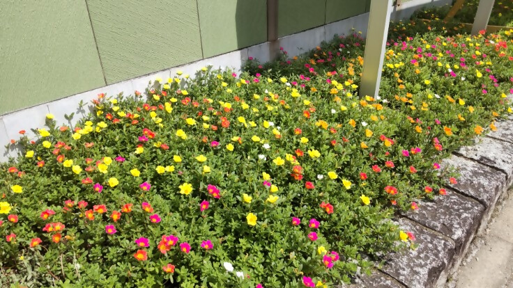 色とりどりのポーチュラカが花壇で咲いている様子