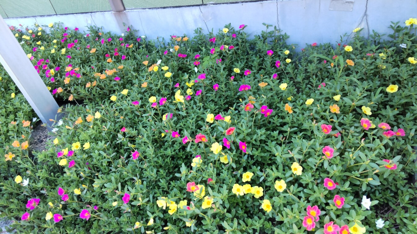 色とりどりのポーチュラカが花壇で咲いている様子