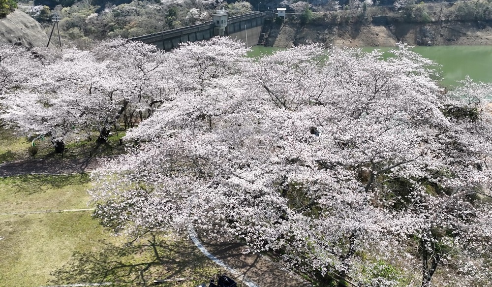永楽ダム桜