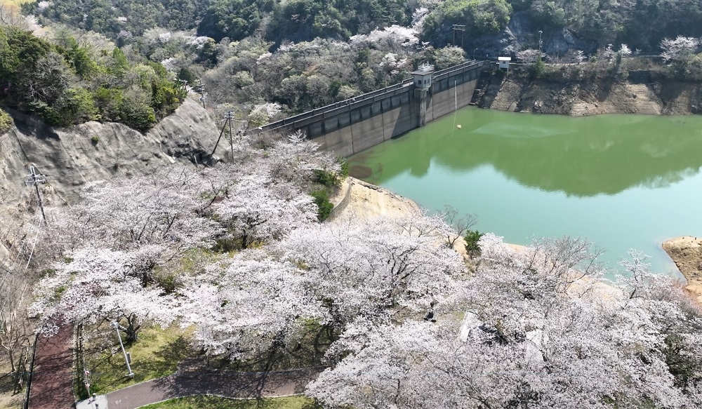 永楽ダム桜