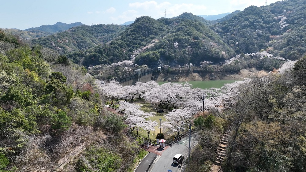 永楽ダム桜
