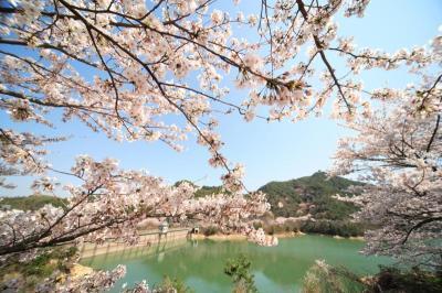 満開の桜の木の隙間から、水が張っているダムの水が写っている写真