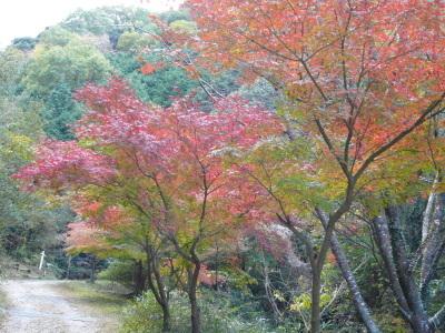手前には葉が赤く色づき始めた木が3本、奥には緑色の葉が茂った山が写っている写真