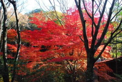 葉が赤く色付いた大きな木を斜め上から写している写真