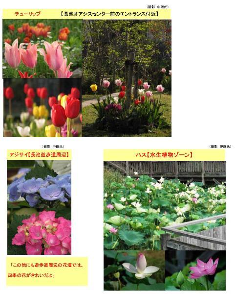上に3枚の赤や黄色やピンクのチューリップの写真、左下に紫とピンクのアジサイの写真、右下にピンクのハスの花の写真